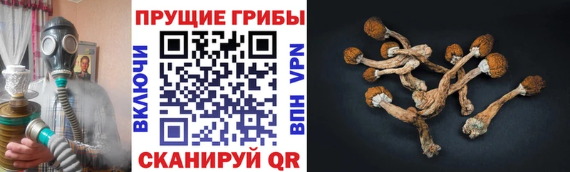 сколько стоит  Салават  Псилоцибиновые грибы GOLDEN TEACHER 